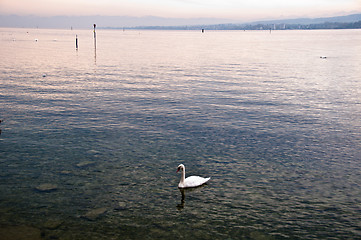 Image showing Swan in Lake Constance