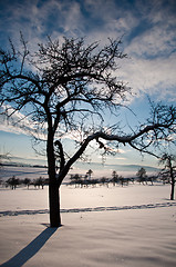 Image showing Winter Tree