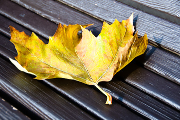 Image showing Maple leaf on wooden bench