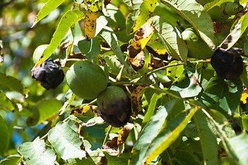 Image showing Walnuts on the tree