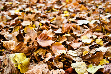 Image showing Fall leaves