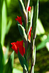 Image showing Gladiolus