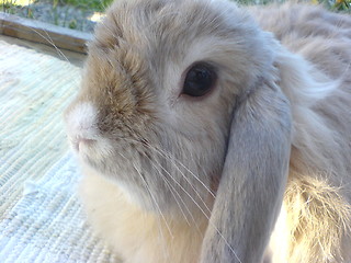 Image showing Rabbit portrait