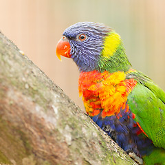 Image showing Australian rainbow lorikeet