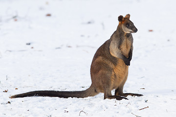 Image showing Swamp wallaby in the snow