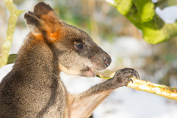 Image showing Swamp wallaby in the snow, eating