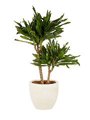 Image showing Large plant in a pot