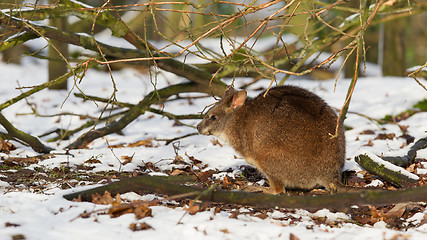 Image showing Parma wallaby in the snow