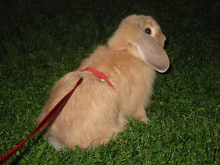 Image showing Rabbit out for a walk