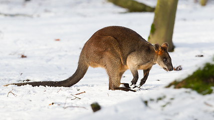 Image showing Swamp wallaby in the snow