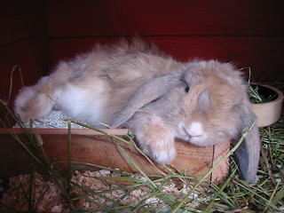 Image showing Rabbit relaxing