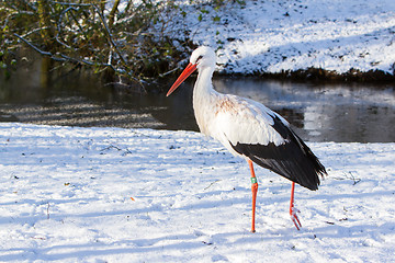 Image showing Adult stork standing in the snow