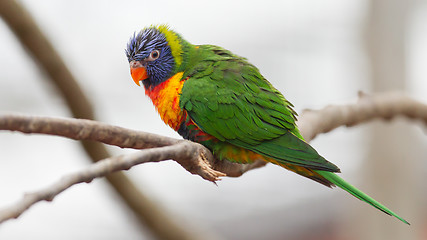 Image showing Australian rainbow lorikeet