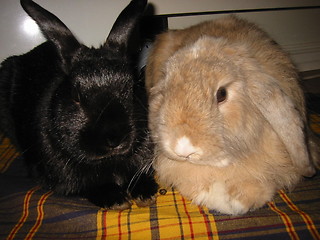 Image showing Two rabbits