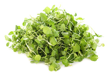 Image showing Watercress