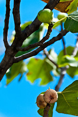 Image showing Fig fruits on tree