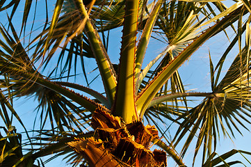 Image showing Palm in Sunset