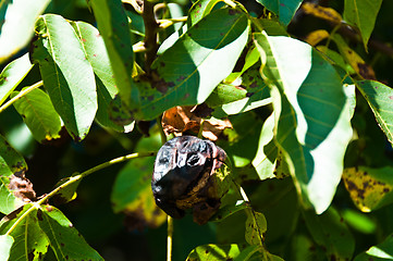 Image showing Walnuts on the tree