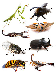 Image showing insects and scorpions