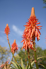 Image showing aloe vera flowers