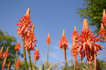 Image showing aloe vera flowers