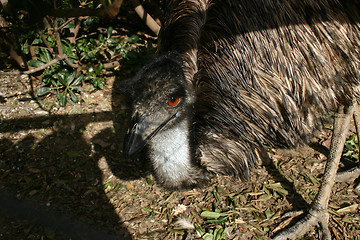 Image showing emu