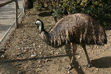 Image showing emu