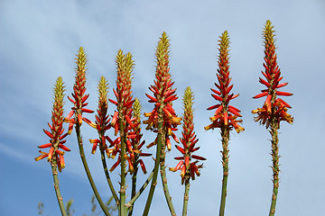 Image showing aloe vera flowers