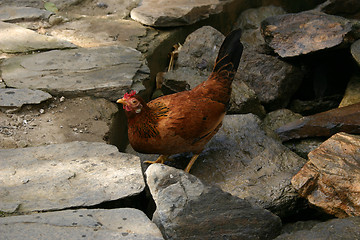 Image showing chicken taking a drink