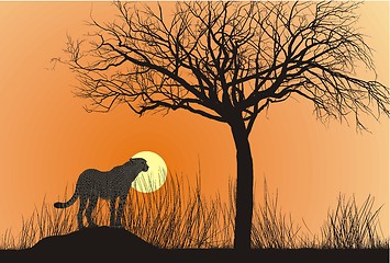 Image showing Cheetah and sunset