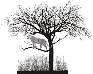 Image showing Jaguar in a tree