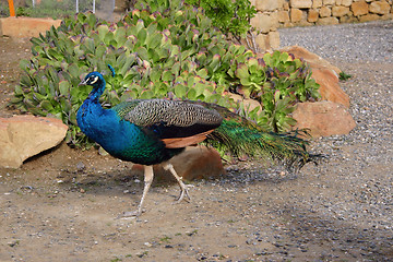 Image showing male peacock