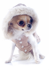 Image showing dressed chihuahua