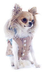 Image showing dressed chihuahua