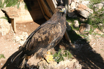 Image showing golden eagle