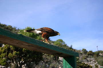 Image showing peregrine falcon