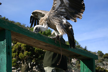 Image showing vulture