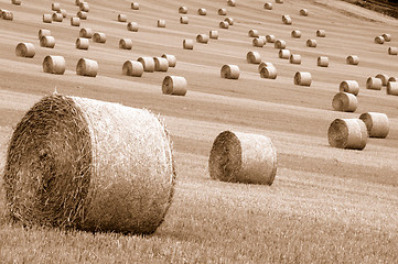 Image showing Rolls of hay