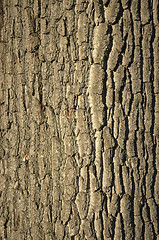 Image showing Tree bark