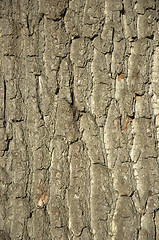 Image showing Tree bark