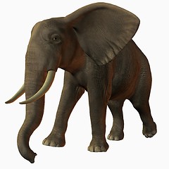 Image showing African Elephant