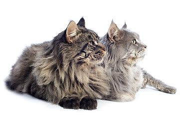 Image showing maine coon cats