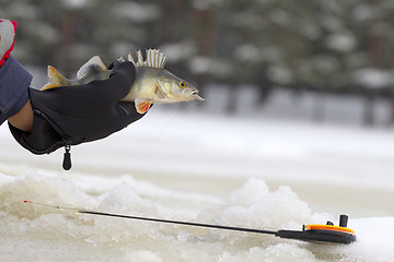 Image showing freshwater perch fishing