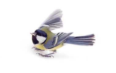 Image showing Great tit,  isolated