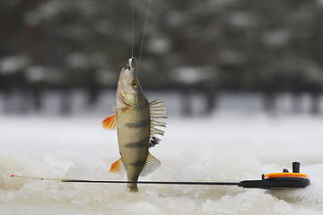 Image showing freshwater perch fishing