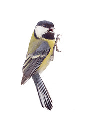 Image showing Great tit,  isolated