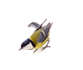 Image showing Great tit,  isolated