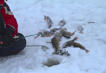 Image showing freshwater perch fishing