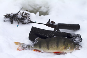 Image showing freshwater perch fishing