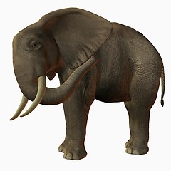 Image showing African Elephant